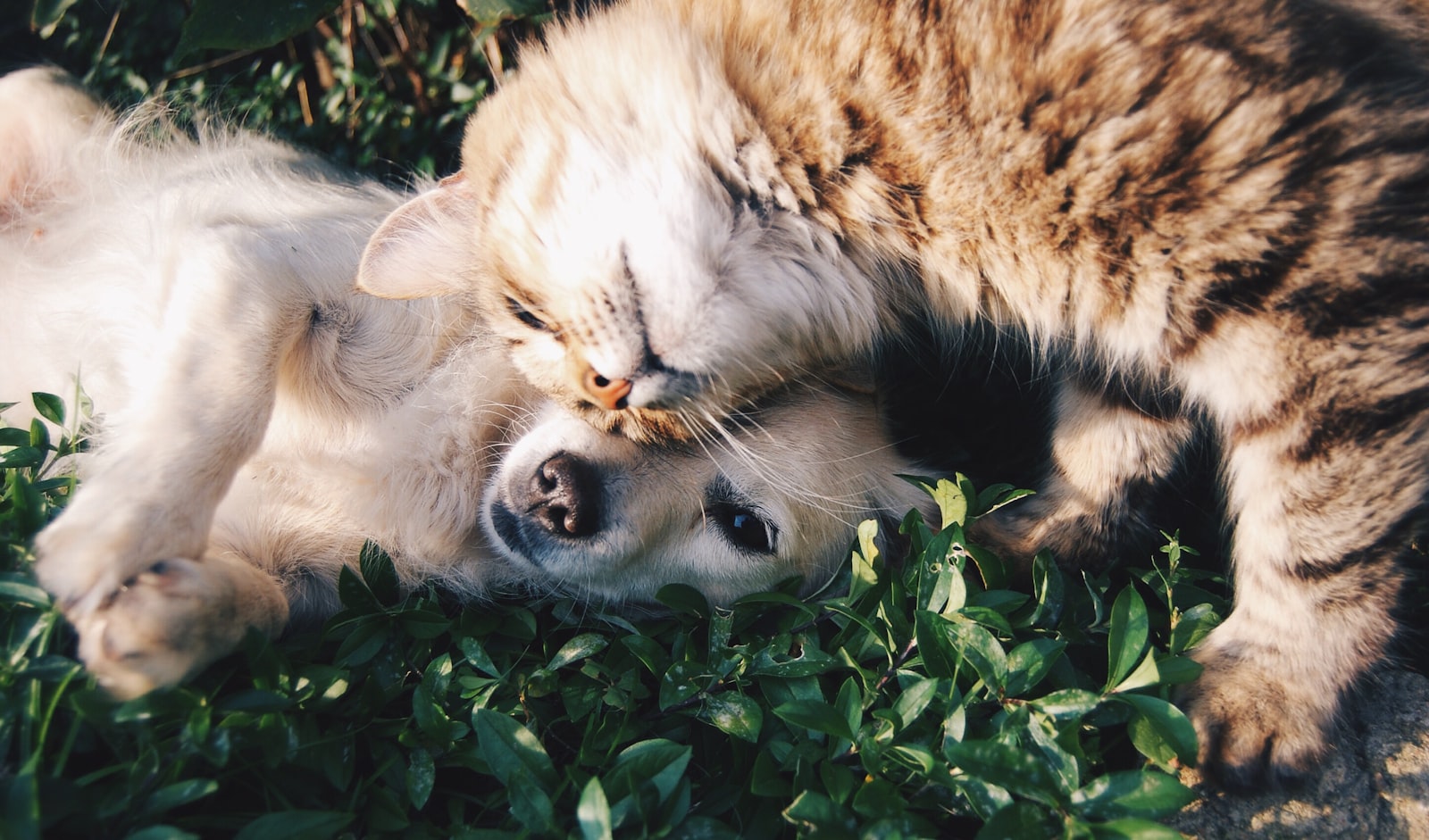 Adoption becomes a social activity