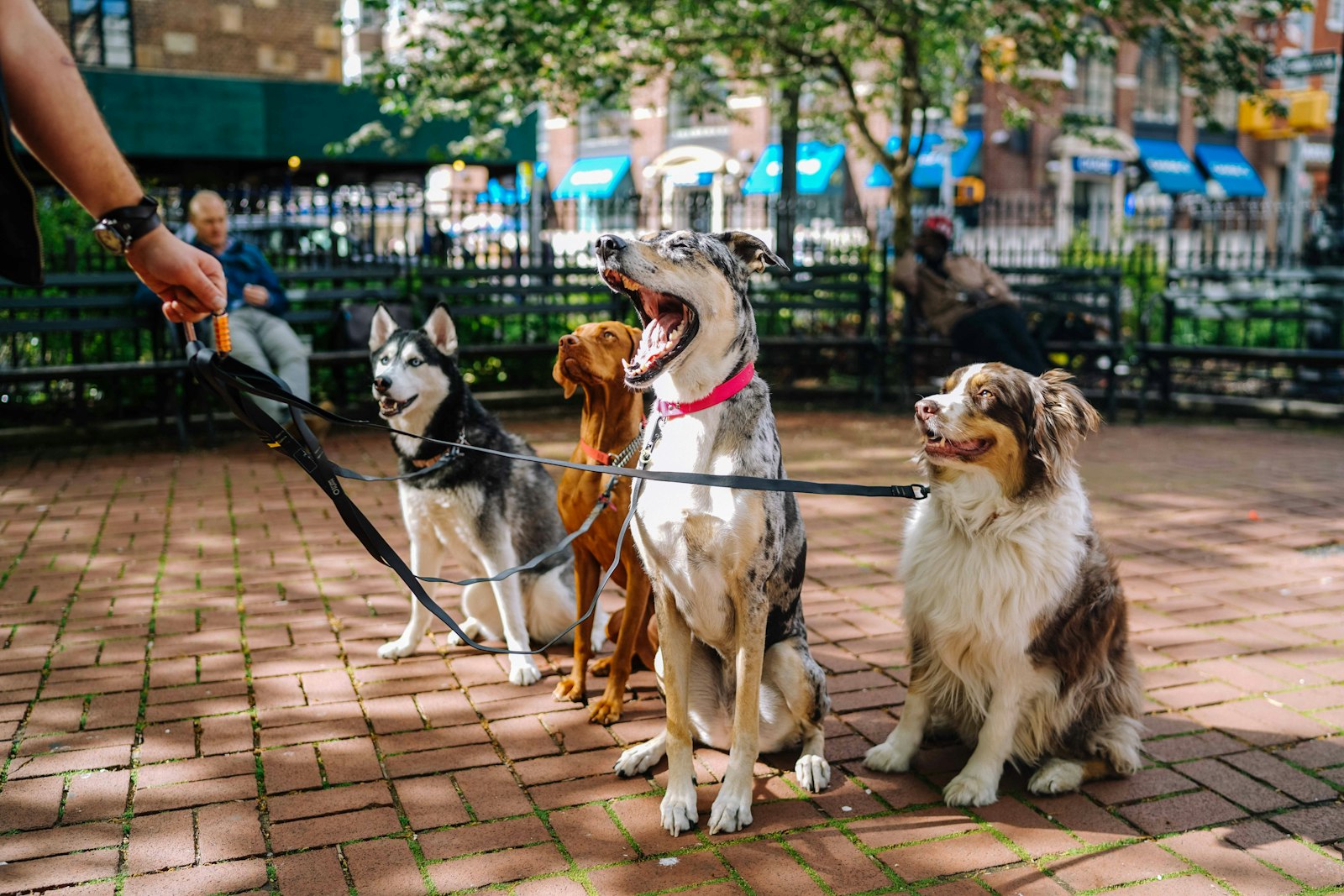 Shelters can’t do it alone